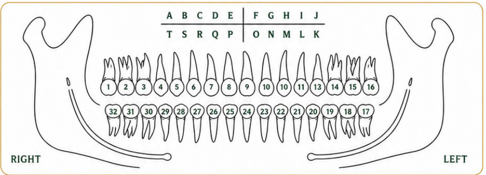 Adult tooth chart with numbered teeth, right and left